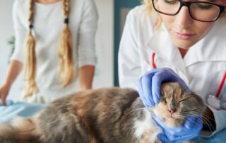 Soigner naturellement nos animaux de compagnie